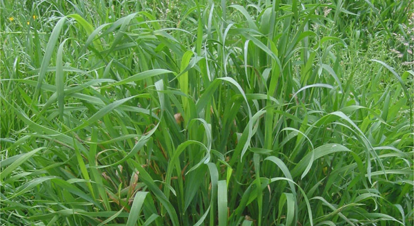 Can Couch Grass Rhizome Extract Help UTI Symptoms?